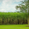 500.000 toneladas de caña de azúcar están sin cosechar por falta de 90.000 litros de diésel