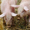 Denuncian desaparición de granjas porcinas mientras los que quedan se organizan para sobrevivir