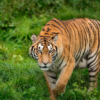 China mantiene prohibición de productos a base de tigre