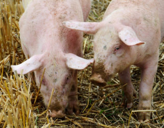 Denuncian desaparición de granjas porcinas mientras los que quedan se organizan para sobrevivir