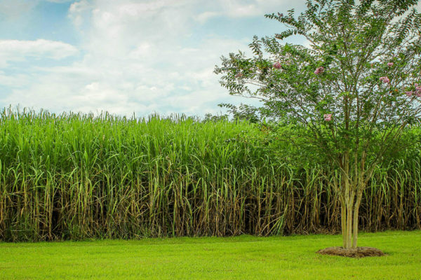 Fesoca: Escasez de gasoil pone en riesgo la producción de azúcar