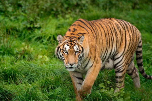 China mantiene prohibición de productos a base de tigre