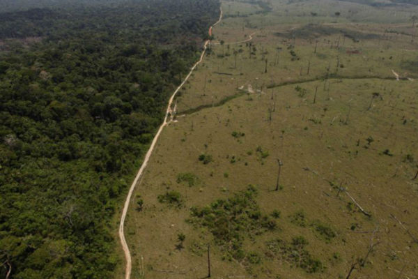 Greenpeace: consumo de soja OGM aumenta deforestación en América Latina