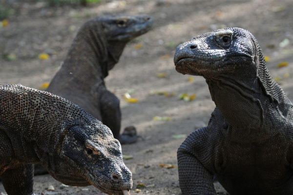 Ver de cerca un dragón de Komodo pronto podría costar $500