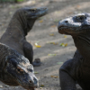Ver de cerca un dragón de Komodo pronto podría costar $500