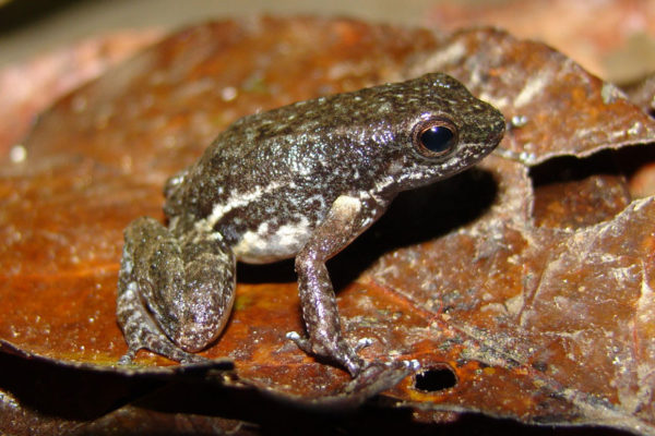 Descubren nueva especie de sapo miniatura en Yaracuy