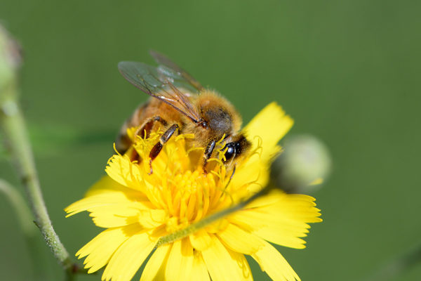 FAO insta a defender las abejas, aliadas claves en la lucha contra el hambre