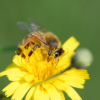 FAO insta a defender las abejas, aliadas claves en la lucha contra el hambre