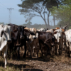 Producción de carne solo cubre 35% de la demanda nacional