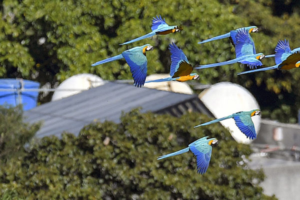 El espectáculo cromático de las guacamayas en la agitada Caracas