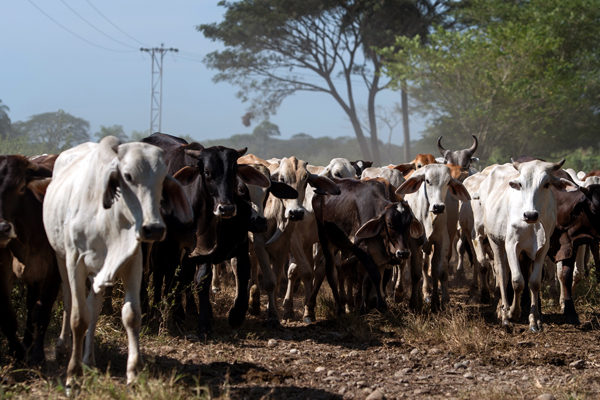 Maduro promete producir 1,8 millones de kilos de leche con Plan Lácteo Nacional