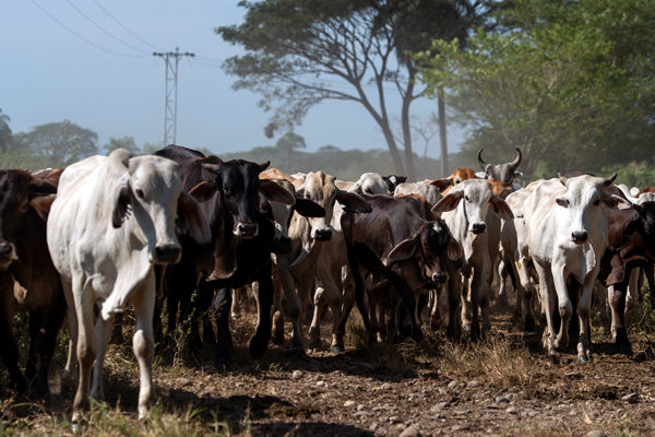 Sujetos entraron en una finca en Machiques de Perijá para llevarse el ganado y la leche (+video)