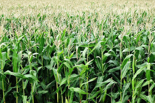 Gobierno ordenó redireccionar más de 4.000 toneladas de maíz a Monaca