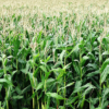 Por falta de diésel: productores solo sembrarían 10% de la meta de maíz proyectada para invierno