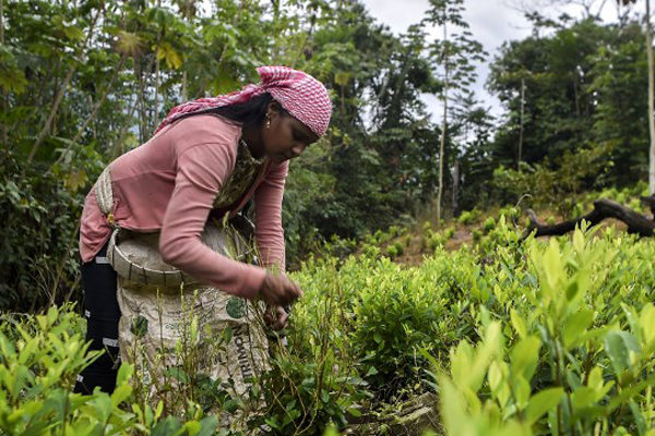 Cultivo de coca baja en Colombia pero aumenta en la frontera con Venezuela