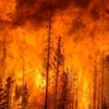 Incendios forestales en Chile ya han arrasado al menos 53.000 hectáreas