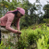 Cultivo de coca baja en Colombia pero aumenta en la frontera con Venezuela