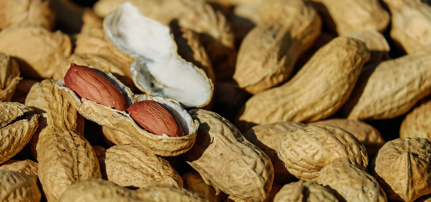 Producci&oacute;n de man&iacute; en Venezuela se ubica en 16.725 toneladas en lo que va de a&ntilde;o