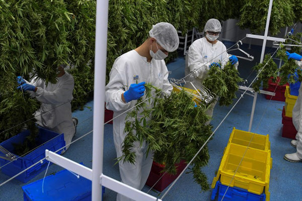 El mercado de valores del cannabis: una inversión que vale la pena en el 2020