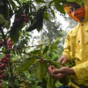 Rueda virtual de negocios agroalimentarias de América Latina concretó intenciones comerciales por USD 18 millones
