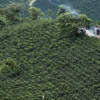 Colombia produjo 6 % menos café en noviembre debido a las lluvias