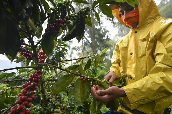Las exportaciones de café en El Salvador cayeron un 10,6 %