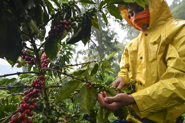 Rueda virtual de negocios agroalimentarias de América Latina concretó intenciones comerciales por USD 18 millones