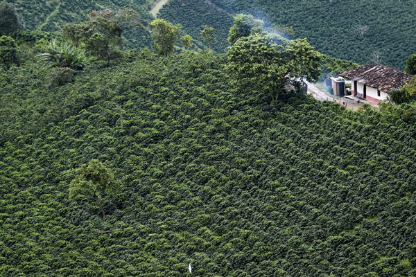 Campesinos colombianos enseñan en YouTube a cultivar en casa por la pandemia