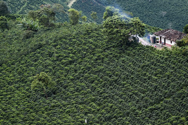 Colombia produjo 6 % menos café en noviembre debido a las lluvias