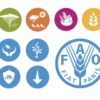 FAO y CE: Las crisis alimentarias podrían multiplicarse en el mundo