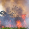 Deforestación de la Amazonía brasileña aumenta más del doble en un año