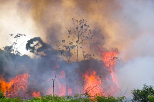 Deforestación de la Amazonía brasileña aumenta más del doble en un año