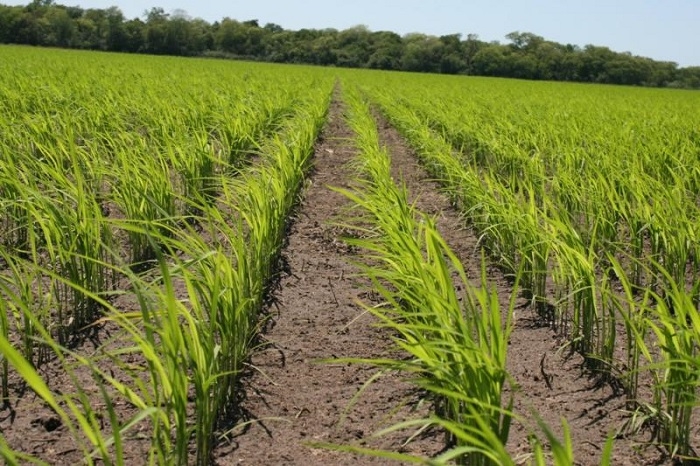 #Reportaje Arroz y caña de azúcar se recuperan en Portuguesa, pese a crisis del combustible