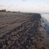 Gobierno brasileño confirmó que petróleo derramado en sus playas es venezolano