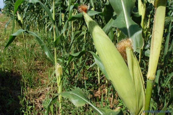 Escasez de combustible provoca la pérdida 600 mil de toneladas de alimentos en el campo