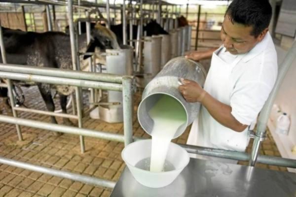 Caída de poder adquisitivo derrumba producción de la industria láctea en 75%