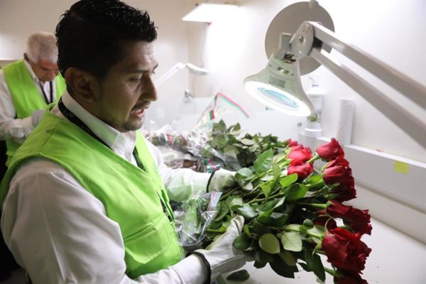 Colombia y el reto de exportar 600 millones de flores por San Valentín