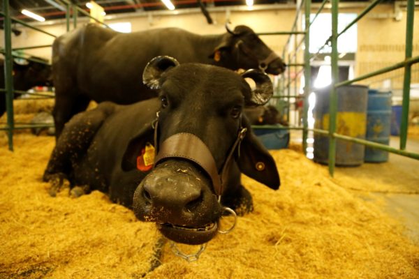 CriaBúfalos: Venezuela supera producción de leche de búfalo en Suramérica