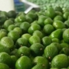 Colombia se consolida como proveedor mundial de aguacate hass con prácticas sostenibles