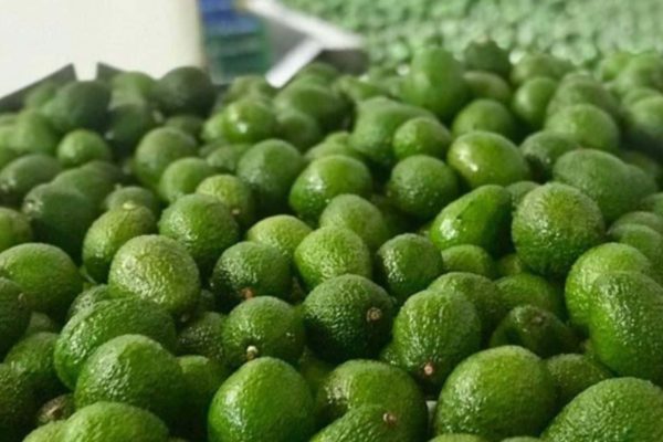 Colombia se consolida como proveedor mundial de aguacate hass con prácticas sostenibles