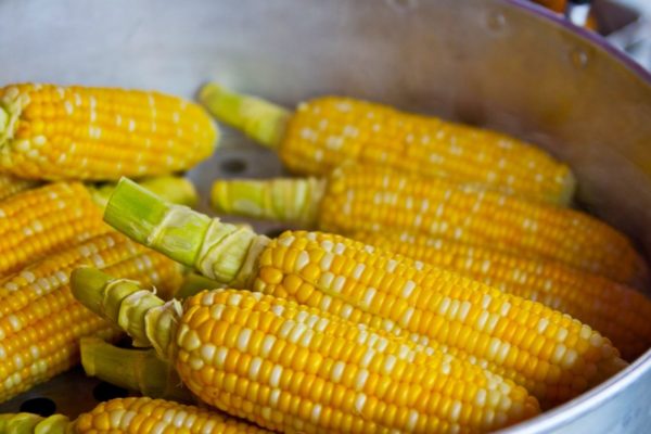 Caña de Azúcar y frijoles se pierden: superficie sembrada de maíz se reducirá 90% por falta de diésel