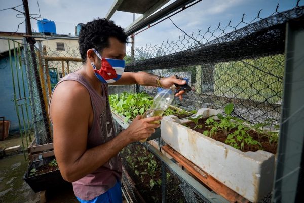 Agricultura urbana se expande en Cuba no por activismo ambiental sino por necesidad