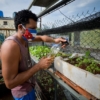 Agricultura urbana se expande en Cuba no por activismo ambiental sino por necesidad