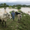 Producción de alimentos en Sur del Lago está paralizada por falta de combustible