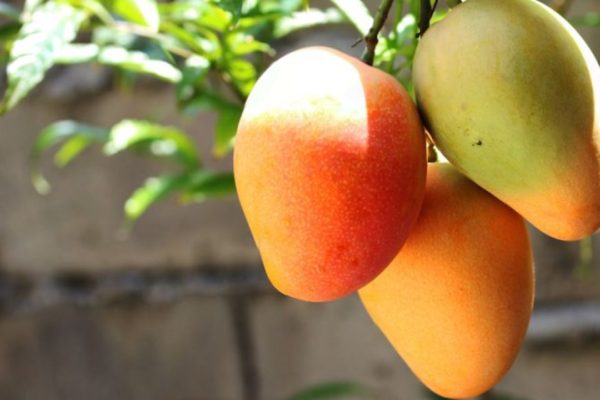 Venezuela inicia exportación de mangos y piñas a Irán