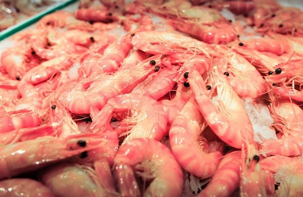 Proyectan que en 2021 se exportarán 27.000 toneladas de camarones