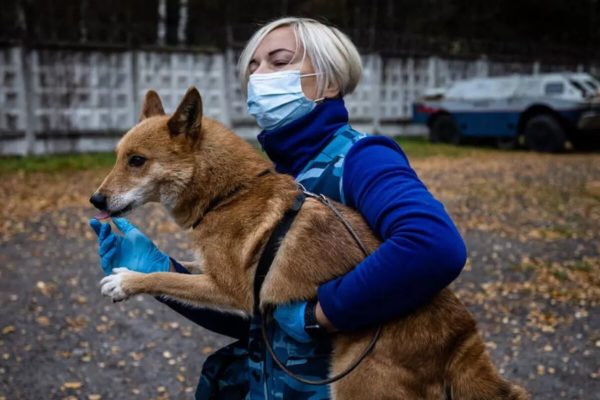 En Rusia, «perros chacales» aprenden a detectar #Covid19
