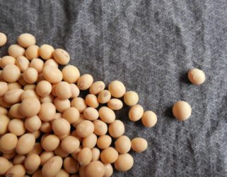 Consumo de soya en Venezuela se redujo a 250.000 toneladas al año