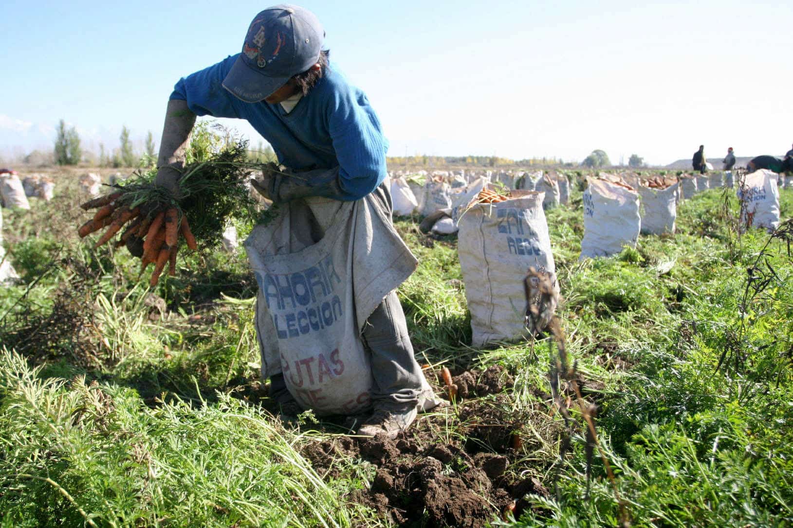 Producción de alimentos es sostenida en 95% por esfuerzo privado pero cubre solo 20% de la demanda