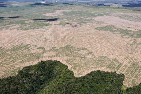 La Amazonia perdió 8% de su territorio en 18 años por deforestación